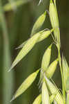 Common oat <BR>Oat